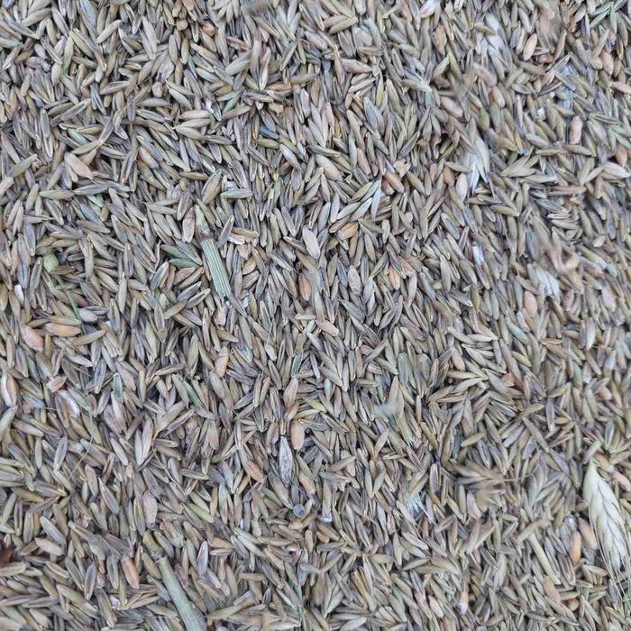 Насіння трави лугової