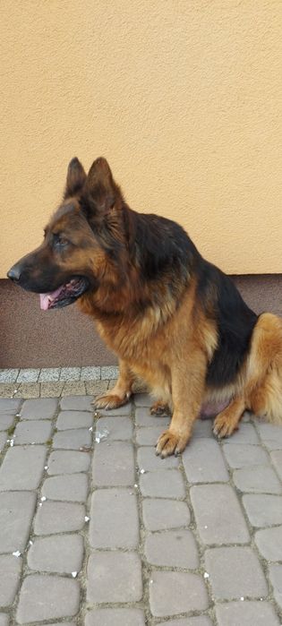 Szczeniaki w typie Owczarka Niemieckiego