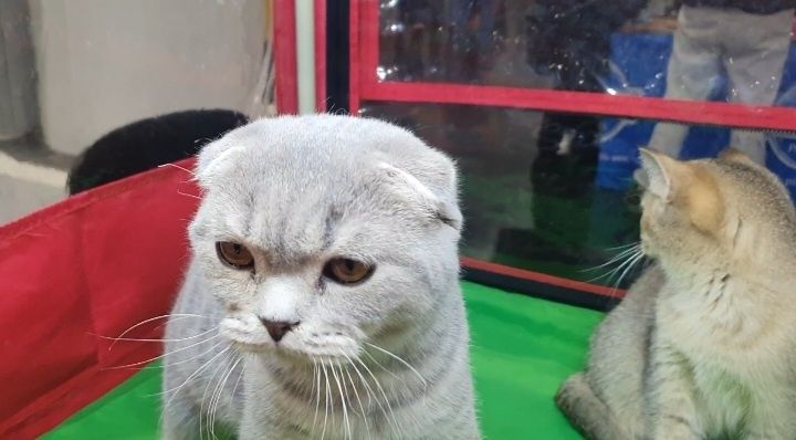 Скоттиш фолд,мальчик