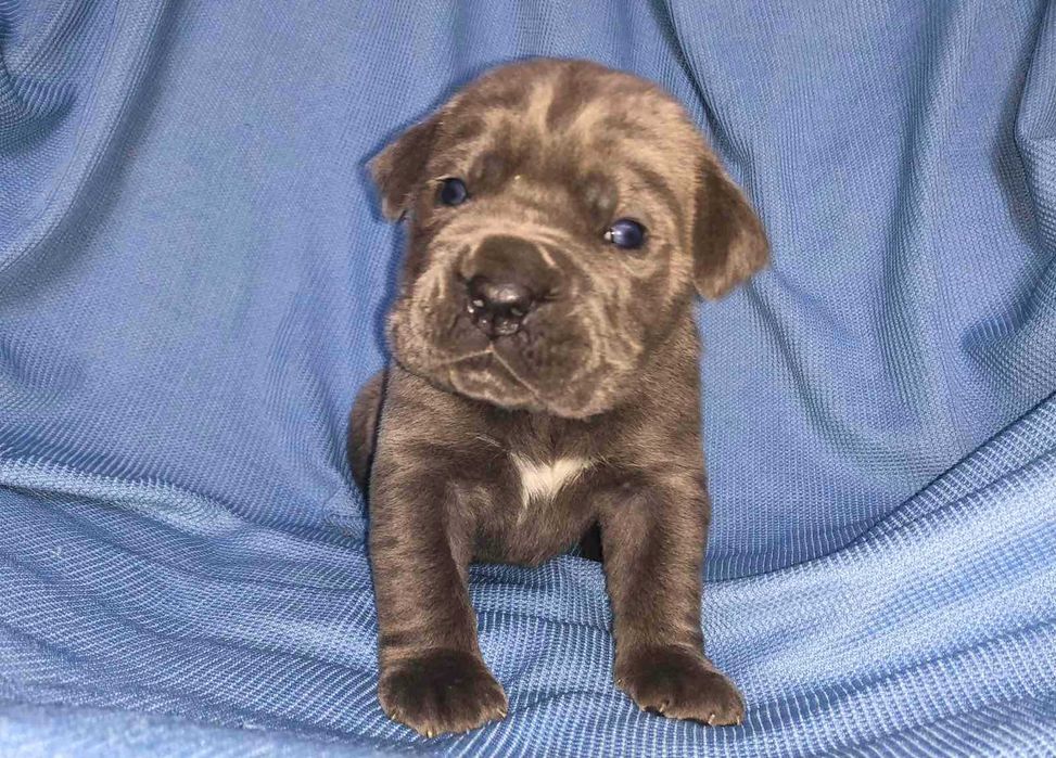 Кане корсо хлопчики