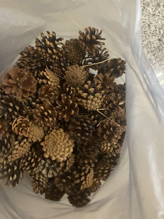 Pinhas miniatura naturais