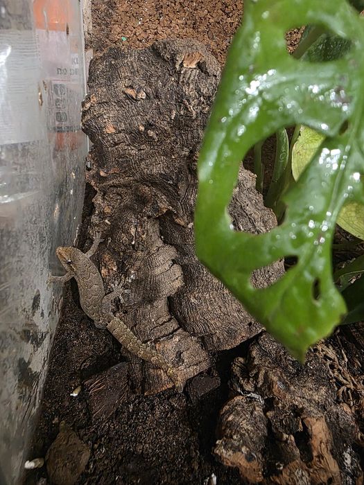 Gekony płaczące młodziaki