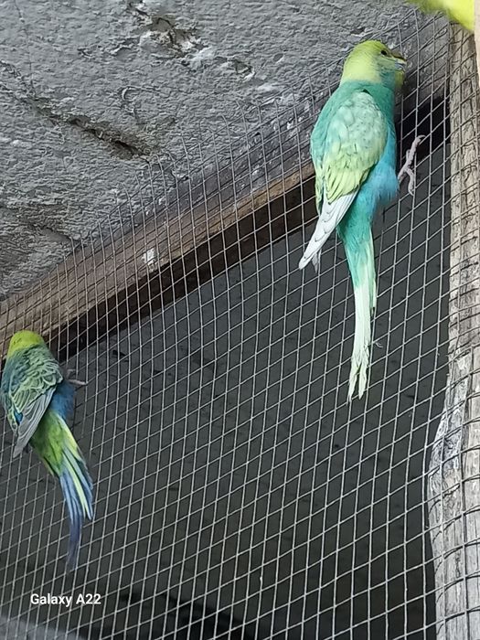 Papuga falista samce ,samice