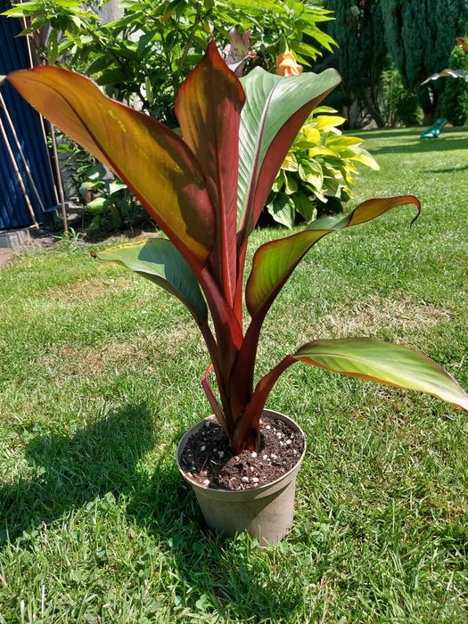 Bananowiec abisyński maurelli, Ensete 50złVentricosum.