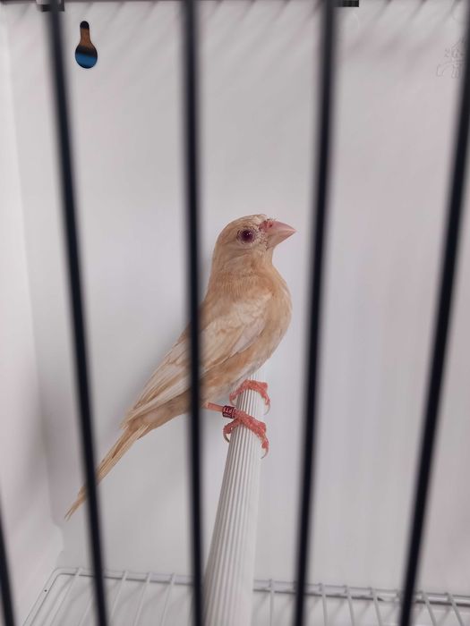 Casal de carpodacus mexicano de mutacao