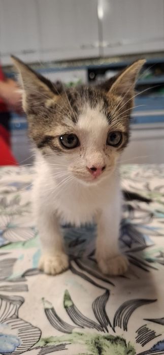 Gatinho macho tigrado e branco