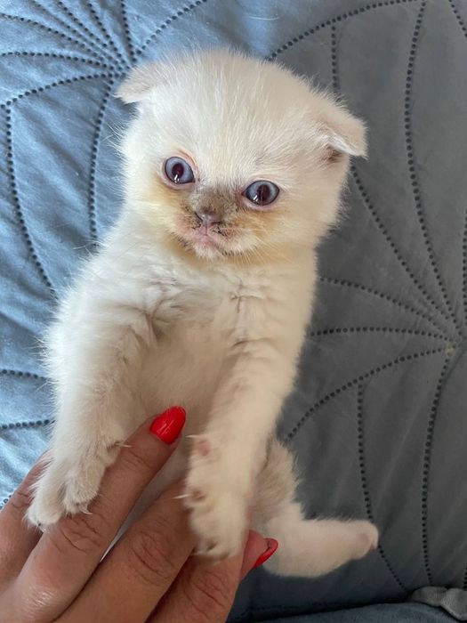 Висловухі кошенята Scottish fold