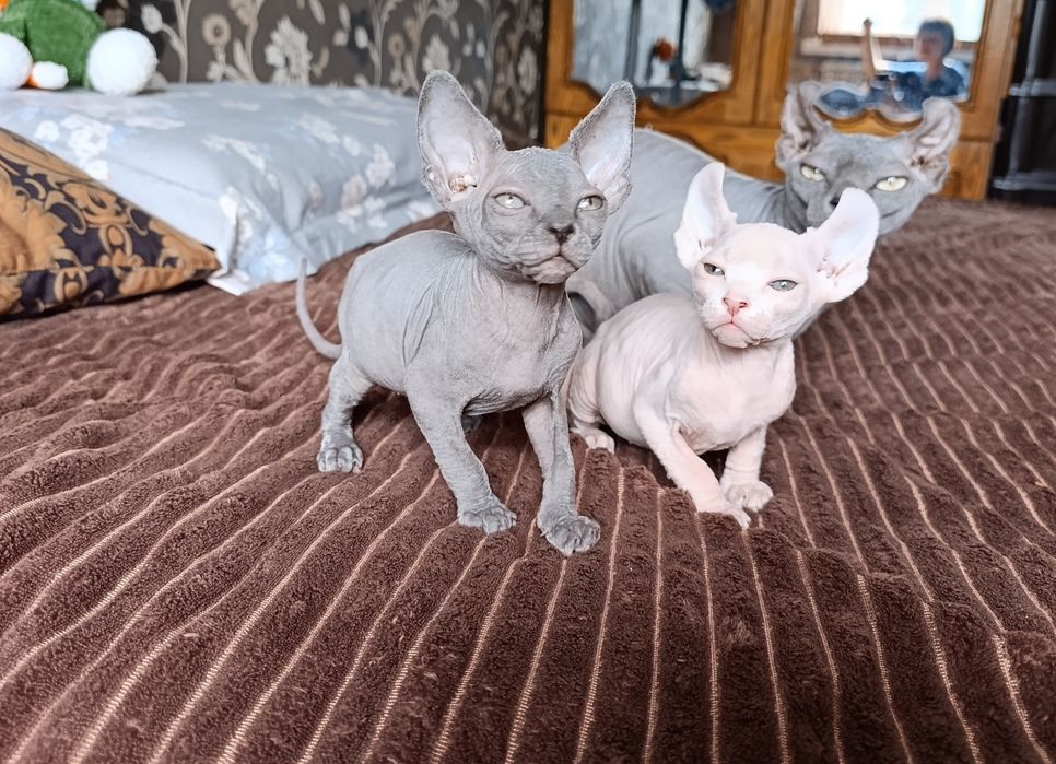 Котята сфинкс. Мальчик и девочки