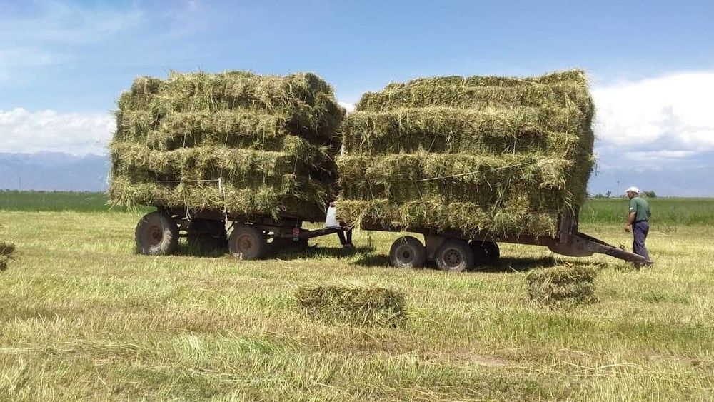 Продам сіно в тюках