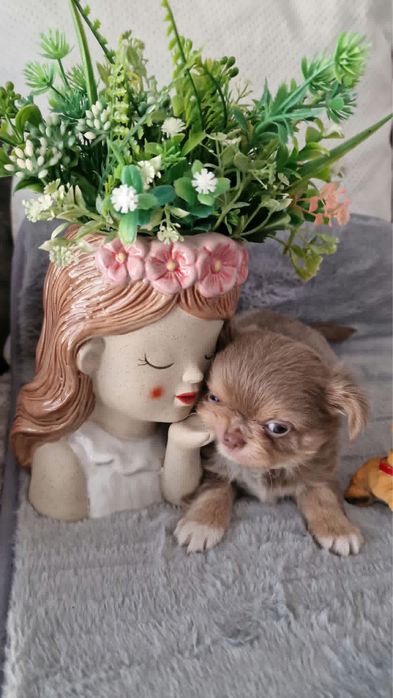 Estupendo menino mini pelo comprido chihuahua/chiuaua de Qualidade