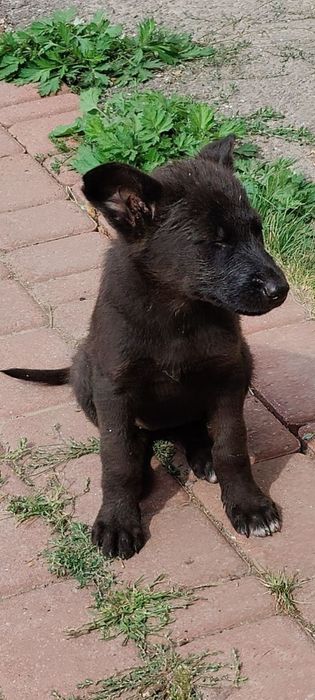 Цуценята  в  пошуку  родини