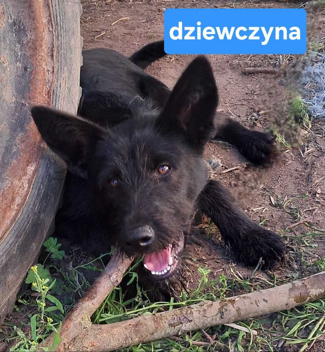 oddam piękne pieski