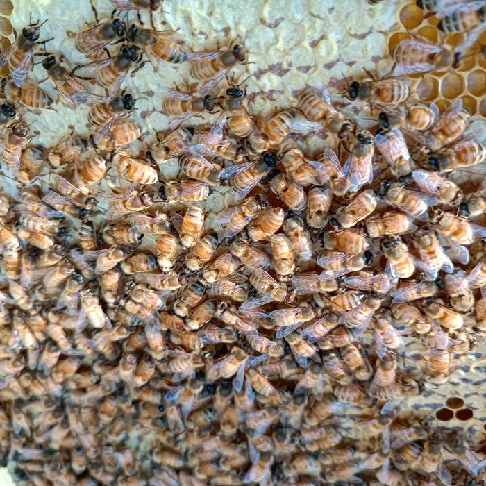 Запис на Бджоломатки кордованФ1.Запис на травень2026