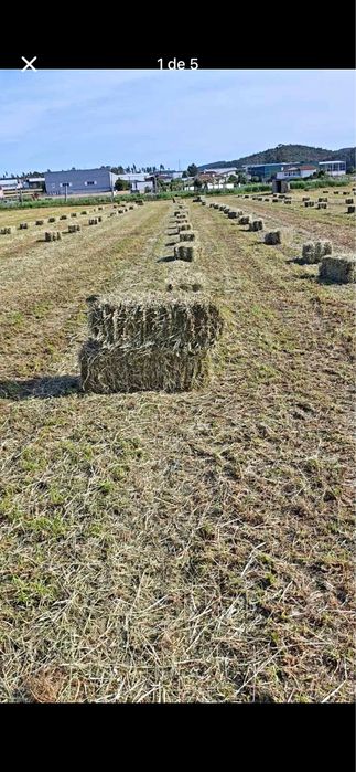 Feno/Palha  de Boa Qualidade