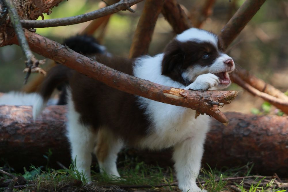 Owczarek Amerykański Miniaturowy MAS red merle minimal