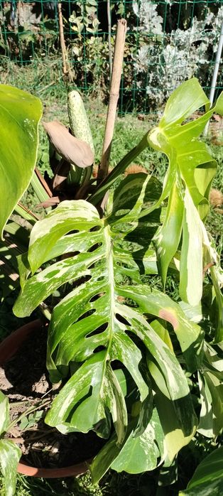 Monstera deliciosa variegata