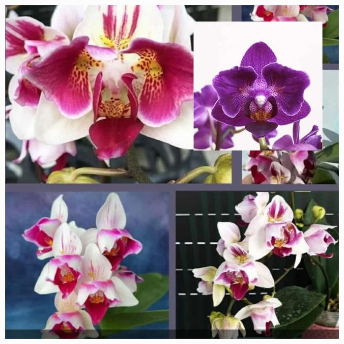 Орхідея/Адаптовані дітки з фласки