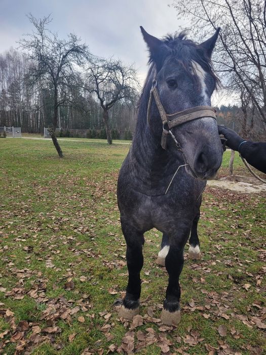 Ogierek zimnokrwisty siwy