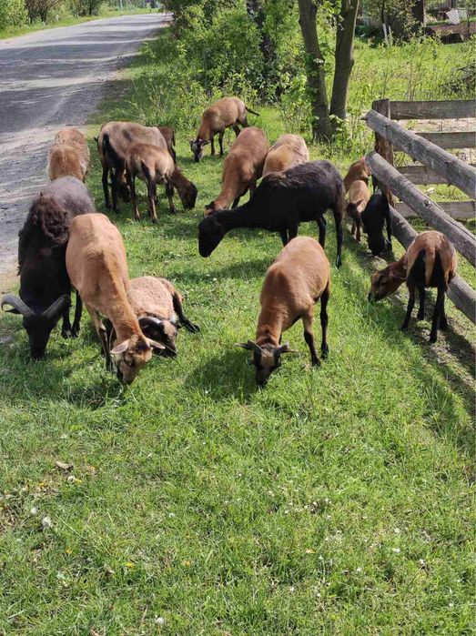 Вівці камерунські