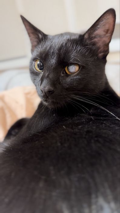 Солодка булочка, місячнооке кошенятко на вкотовлення