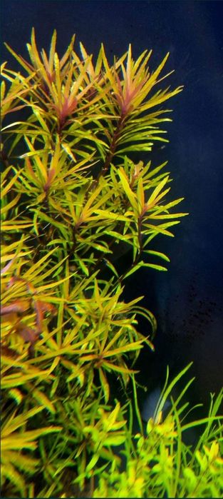 Pogostemon kimberley roślina akwariowa