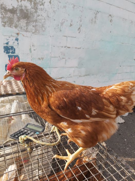 Ломан Браун,Ломан Сенді