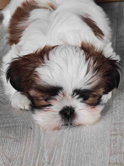 Shih Tzu 4-ro pokoleniowy rodowód (Deksi)