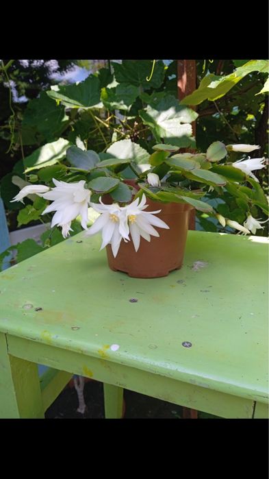 Продам цветы