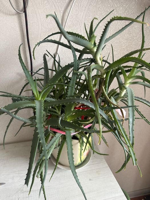 Продам комнатное растение «алое»