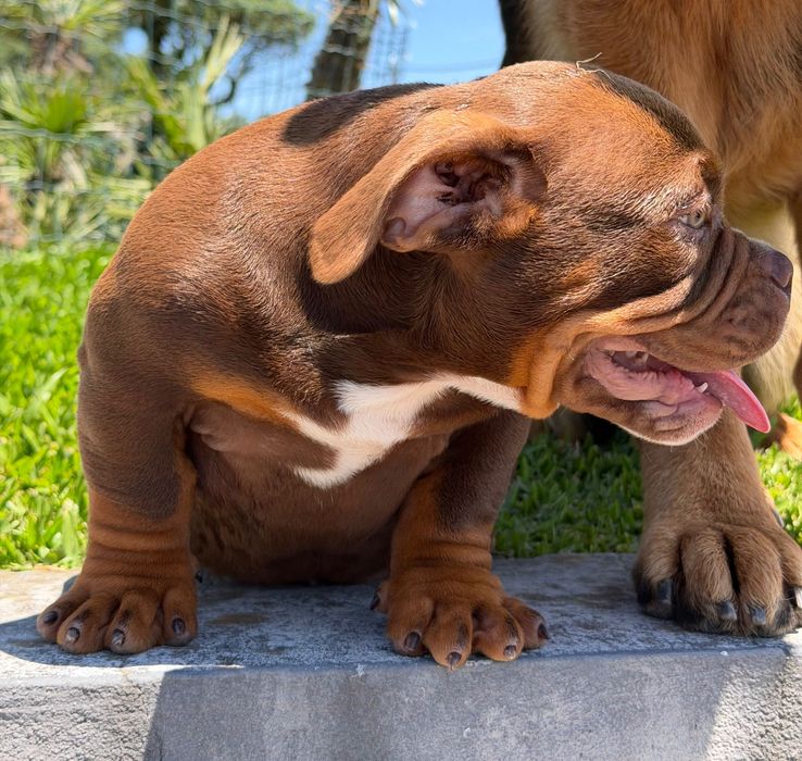American Bully Micro