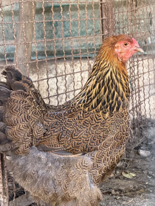 Ovos Brahma Perdiz