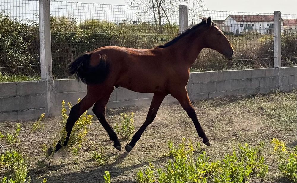 Poldro  Lusitano