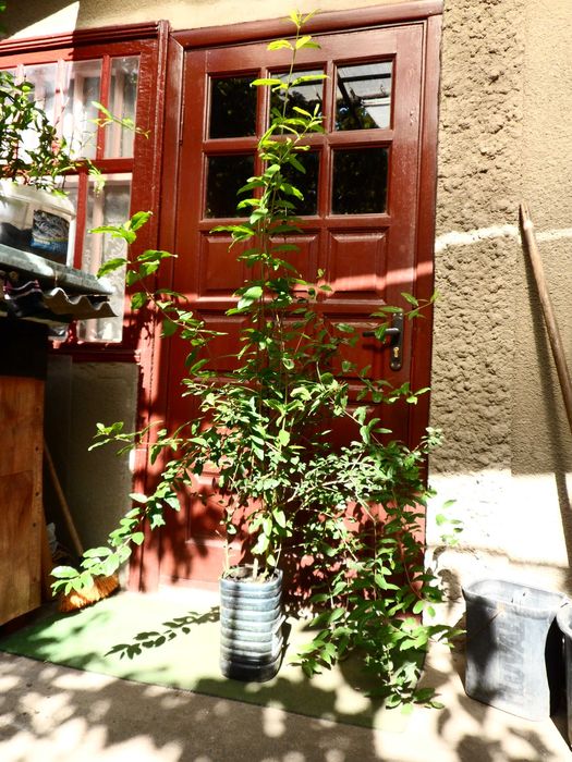 Гранаты Сортовые , разные саженцы.  Разные Сорта.