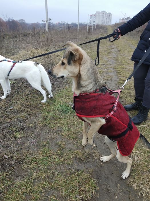 В добрі руки собаки. М. Хмельницькийй