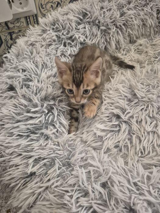 Bengal macho  pura
