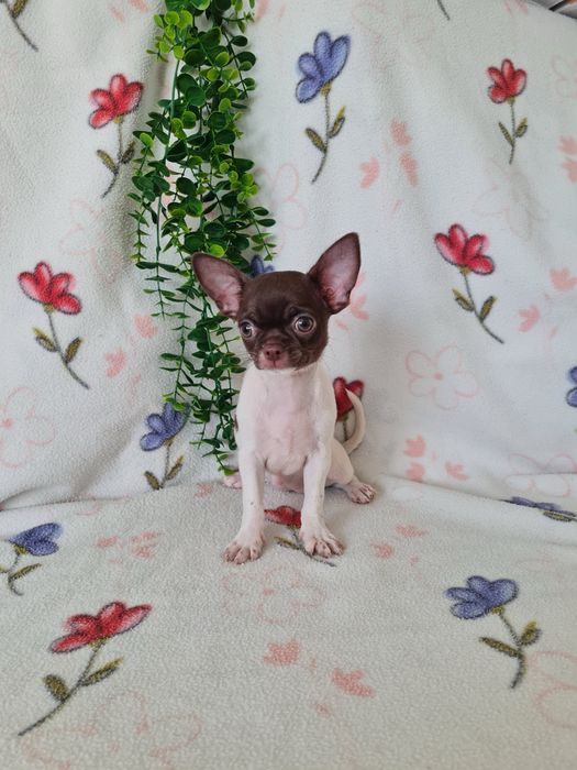 Excelente mini menina Chihuahua/Chiuaua LinhagemRussa de Qualidade