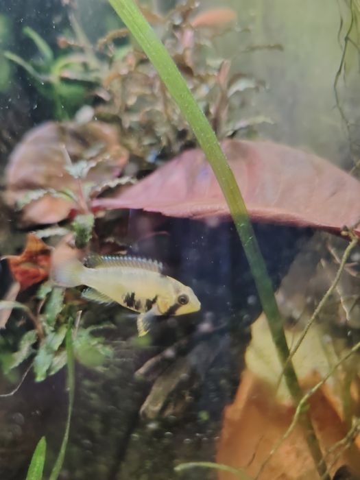 Apistogrammas panduro