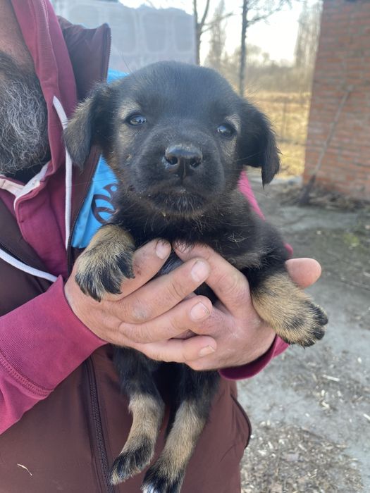 Цуценята шукають домівку