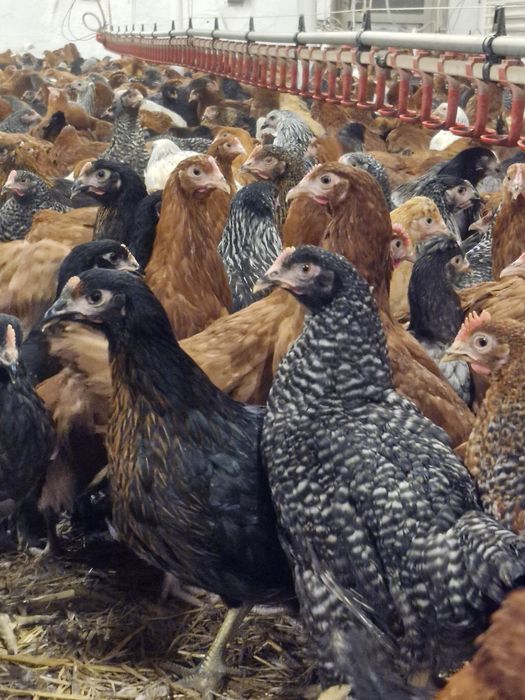 Kury, kurczęta odchowane - Przytyk możliwy transport