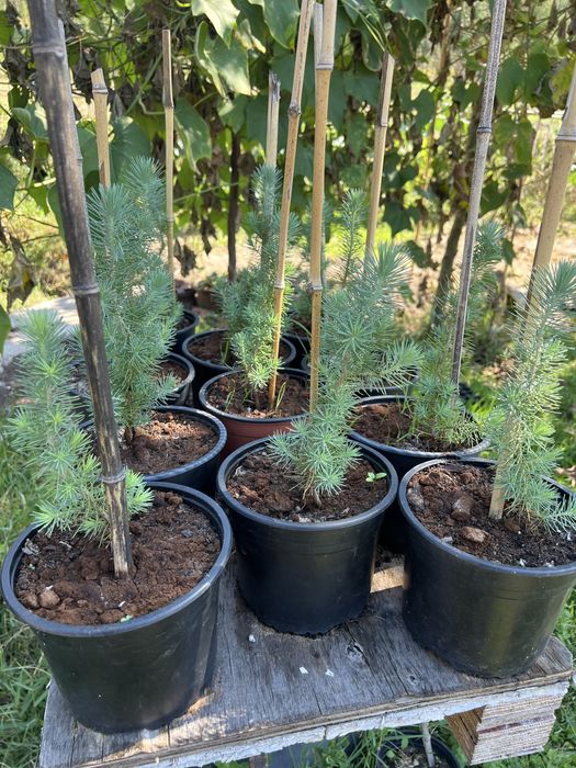 Pinheiro manso envasados