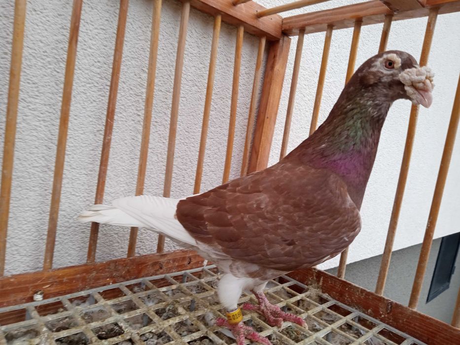 Gołębie staropolskie, gołąb staropolski