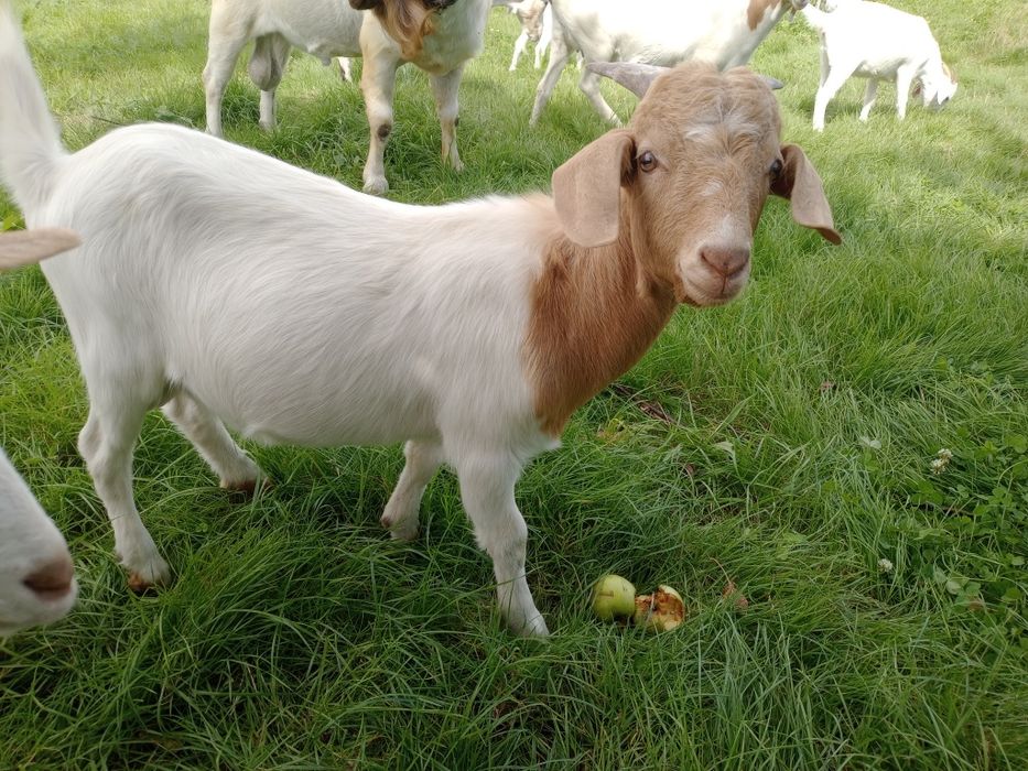 Cabrito cruzado Boer.