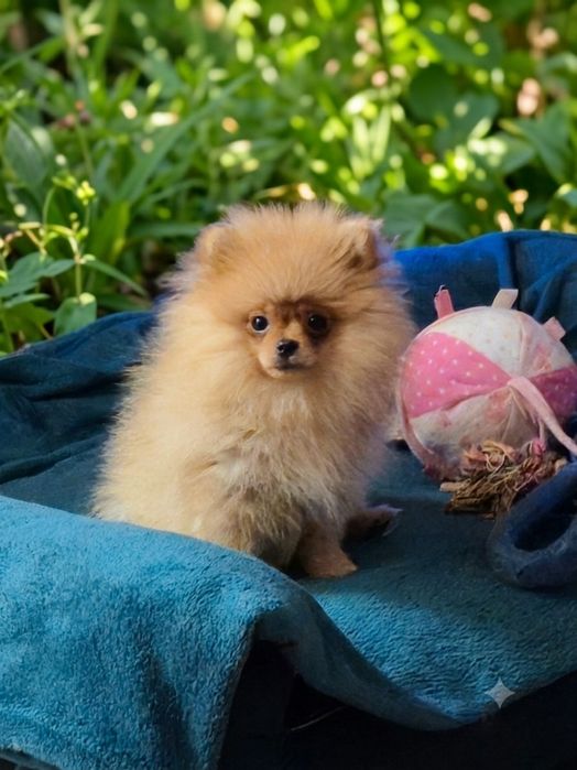 Szpic miniaturowy Pomeranian  chłopak