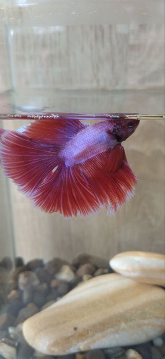 Акваріум бокал з рибкою | Акваріумний комплект на подарунок