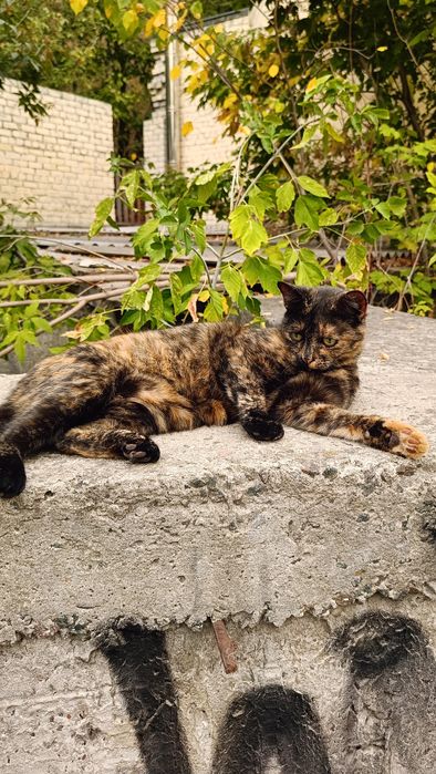 Черкаси і міста поруч! Молода кішечка шукає дім