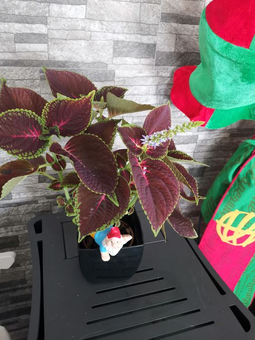 Planta viçosa coração magoado