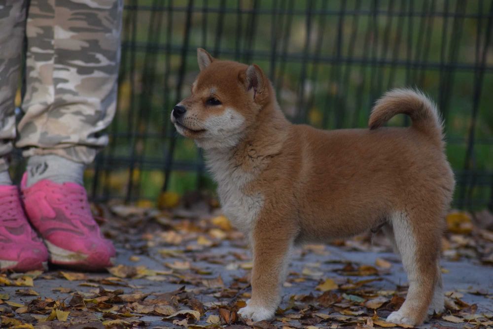 Super piesek shiba z doskonałym rodowodem ZKwP FCI