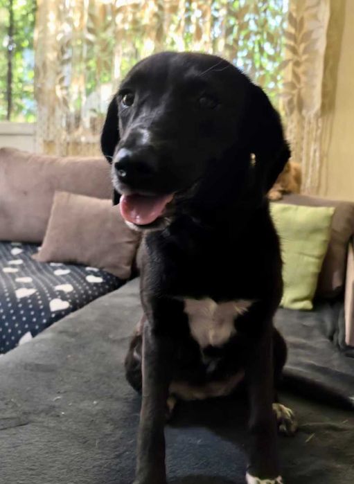 BALBINKA 11 kg  może mieszkać z KOTEM uratowana w Bułgarii