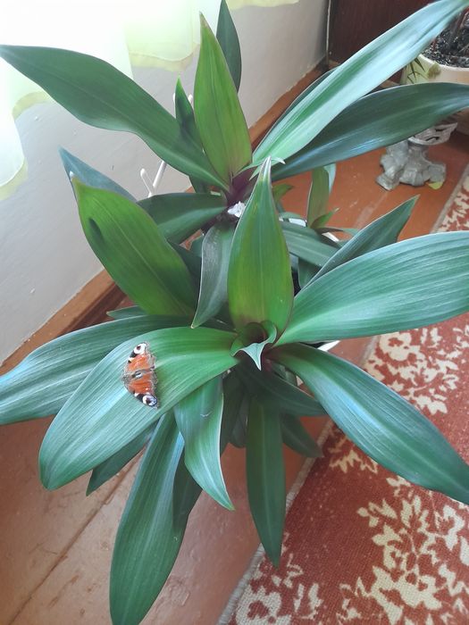 Растения для открытых площадок и офисов,большие и нарядные