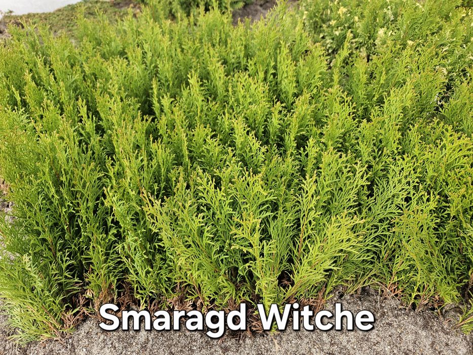 Tuja 'Smaragd Witbont, Witche, Variegata' - dwuletnie sadzonki
